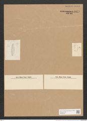 Rhoikoneis bolleana Grun. (de-Toni-Nr.: Genus 3, Species 848) Zeichnungen Sammlung Grunow Nr. 1679 (NHMW-BOT-W0368540)